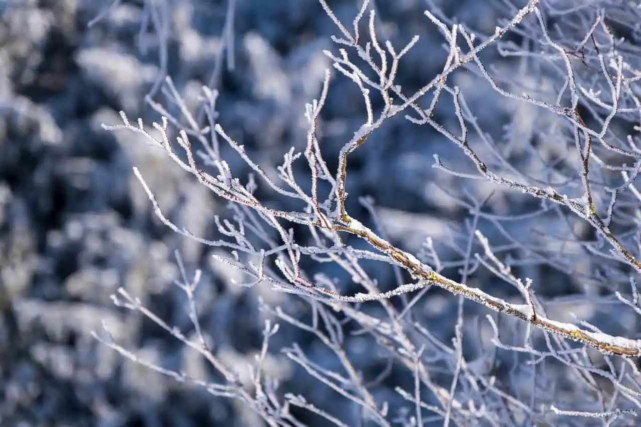 frost and ice on a tree branch