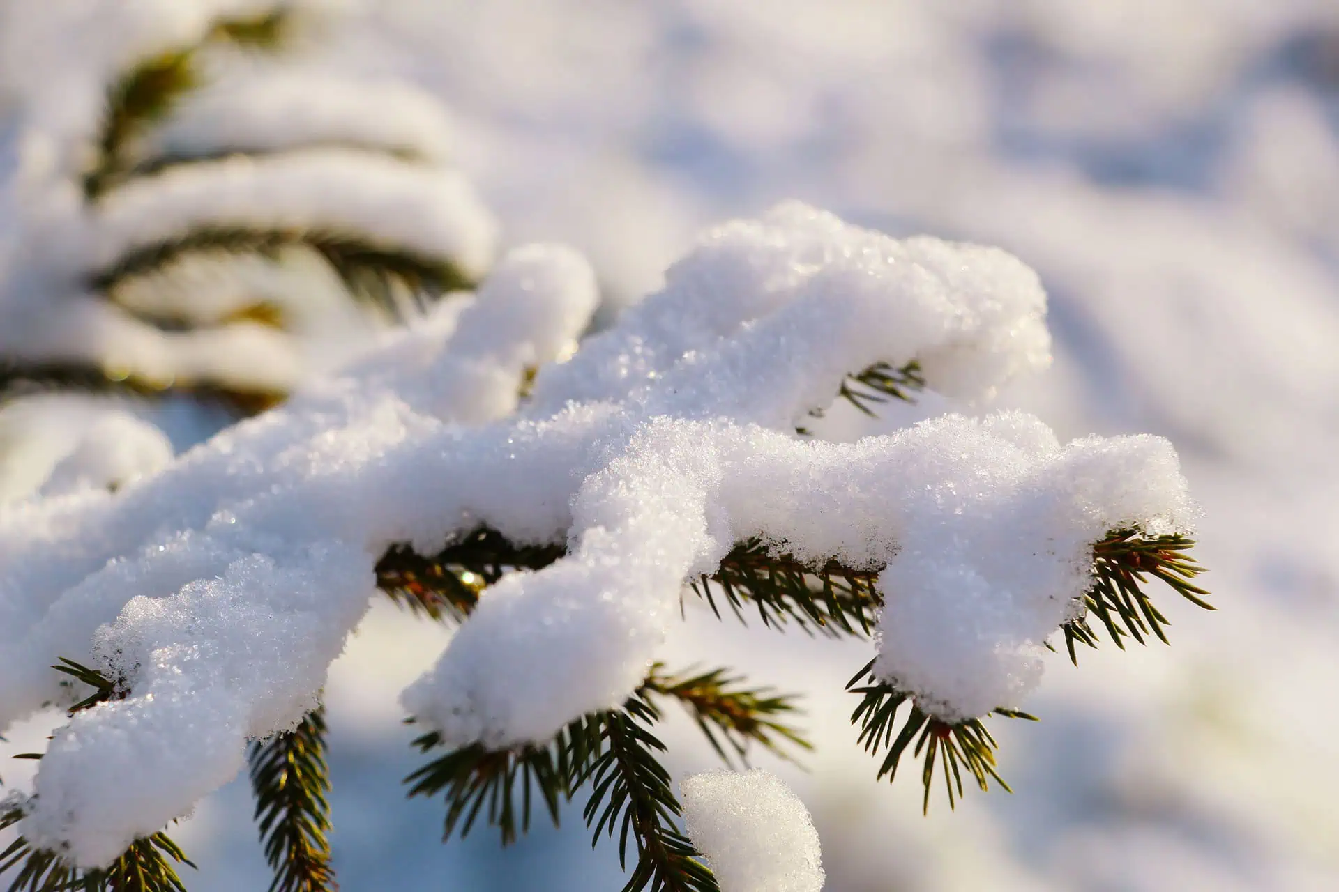 Close up of snow on a tree branch and leaves